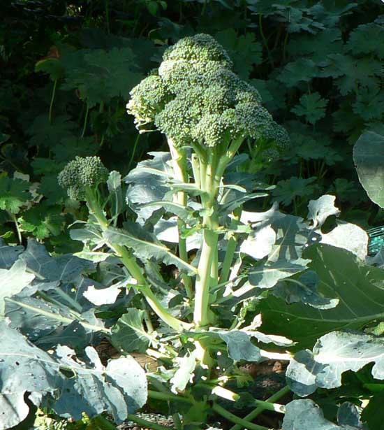 Sănătate: Broccoli pune cancerul pe fugă