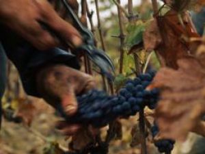 Schimbări: Reformarea viticulturii, cu bani de la UE