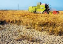 Bilanţ - Seceta a făcut din 2007 unul dintre cei mai slabi ani agricoli de după '90