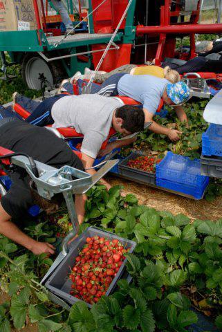 Marea Britanie şi Irlanda de Nord: Românii şi bulgarii, ceruţi ca sezonieri în agricultură