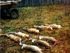 Recompense: 50 de lei, vânătorilor care permit analiza vaccinului la vulpile împuşcate