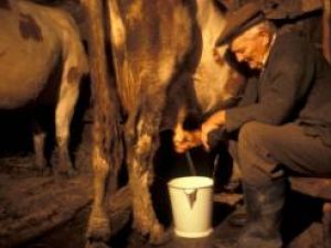 Micii producători se plâng că preţul final al laptelui este dictat de marii procesatori şi de comercianţi