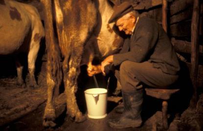 Micii producători se plâng că preţul final al laptelui este dictat de marii procesatori şi de comercianţi