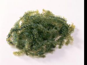Medicament anticancer puternic, pe bază de alge marine