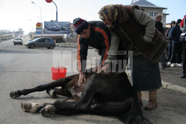 Imagini de coşmar: Cal în agonie, în plină stradă
