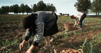 Subvenţii din fonduri UE: Noua campanie agricolă de cereri începe la 3 martie