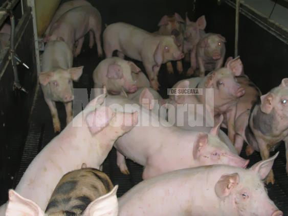 Ferme: Afaceri cu porci