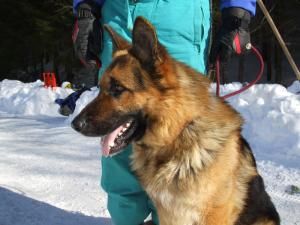 Patruped la cursuri: Câine al Jandarmeriei, instruit să salveze victimele avalanşelor