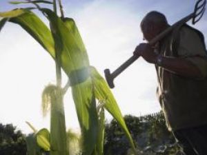 Estimări de la minister: Agricultorii vor cultiva mai mult porumb şi floarea-soarelui
