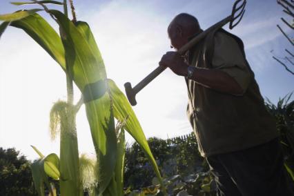 Estimări de la minister: Agricultorii vor cultiva mai mult porumb şi floarea-soarelui