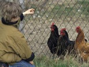 Furajele pentru păsări, mai scumpe cu 25% în România decât în UE