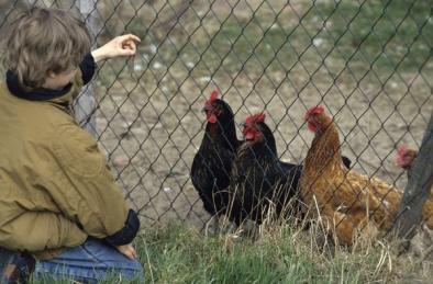 Furajele pentru păsări, mai scumpe cu 25% în România decât în UE