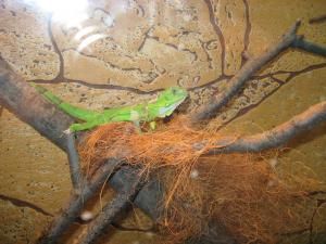Iguana o duce bine în vivariul de la Muzeul de Ştiinţele Naturii