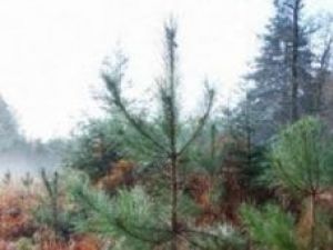 Cinci milioane de puieţi pentru regenerarea pădurilor Sucevei