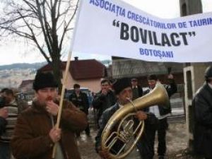 Aproape 200 de crescători de vaci din Moldova au protestat la Vatra Dornei