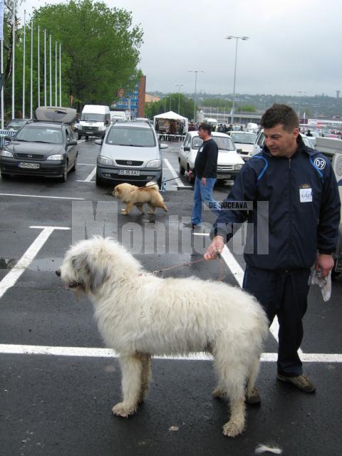 În centrul atenţiei: Câinii de rasă, vedetele zilei