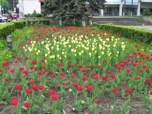 Bun public: Lalelele din centrul Sucevei, ţinta hoţilor de flori
