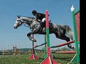 Herghelia Rădăuţi: Prima participare a Sucevei la o cursă de cai cu obstacole