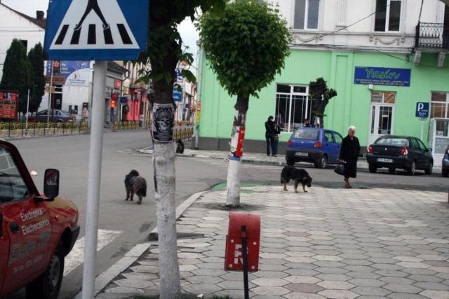 Comunicat de presă: În plină campanie electorală, câinii se plimbă agale prin centrul municipiului Rădăuţi