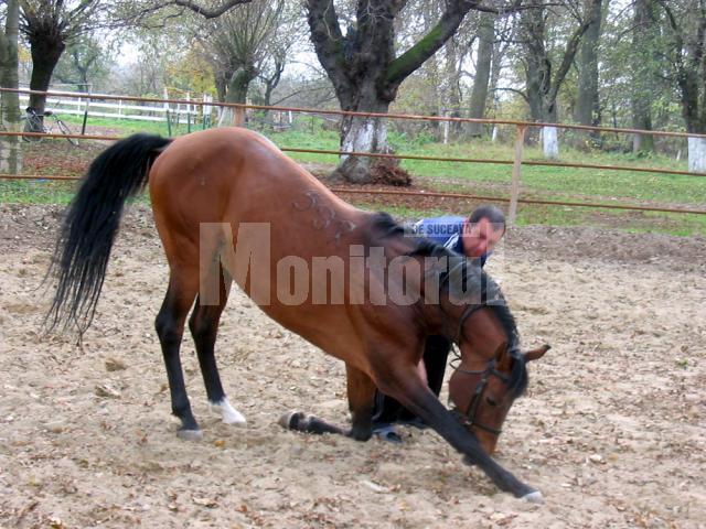 Salutul calului arab după un galop sălbatic