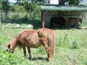 La ştrandul municipal, poneii vor face deliciul copiilor