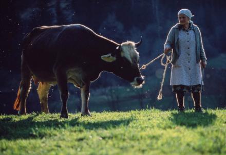Crescătorii de bovine au la dispoziţie o lună pentru a depune noi cereri de subvenţii. Foto: ZEFA