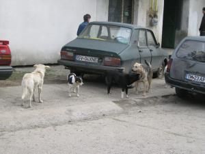 Peste 500 de câini vagabonzi, adunaţi de pe străzile Sucevei de angajaţii Primăriei, hoinăresc din nou pe străzi