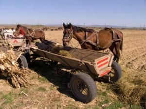 România vrea tratament egal pentru fermieri la subvenţiile UE pentru agricultură. Foto: ALAMY