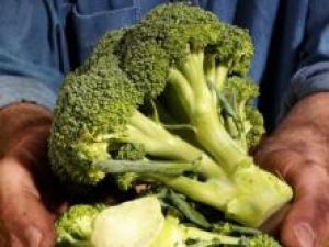 Consumul de broccoli poate elimina distrugerile provocate de diabet vaselor sangvine. Foto: FOODFOLIO