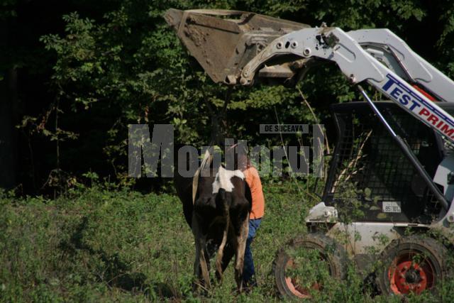 Una dintre bovinele care nu se mai putea ‚ine pe picioare, ridicată cu un excavator