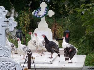 La Costâna: Cimitir transformat în crescătorie de păsări
