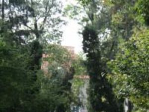 Promisiune: Trei-patru arbori, preţul “verde” al modernizării Parcului Central