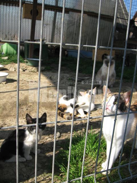 14 pisici au adăpostul amenajat alături de cele ale câinilor care mişună peste tot în jur
