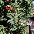 Ion Florea: „Mărul are o frumuseţe aparte. Mereu m-am ocupat de cultivarea lui şi nici nu aş putea face altceva”