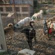 Câini în adăpostul din lunca Sucevei