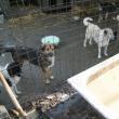 „Protecţia” animalelor: Peste o mie de câini comunitari, înfometaţi în adăpostul din lunca Sucevei