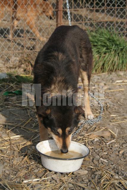 „Protecţia” animalelor: Peste o mie de câini comunitari, înfometaţi în adăpostul din lunca Sucevei