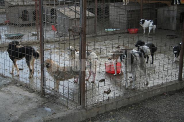 „Protecţia” animalelor: Peste o mie de câini comunitari, înfometaţi în adăpostul din lunca Sucevei