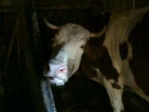 Alertă în judeţ: Mistreţ cu trichineloză şi vaci turbate, diagnosticate de veterinari
