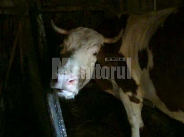 Alertă în judeţ: Mistreţ cu trichineloză şi vaci turbate, diagnosticate de veterinari