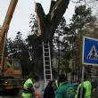 Acţiuni preventive: Atenţie, se taie copacii bătrâni!