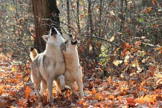 Tot mai mulţi lupi în pădurile judeţului. Foto: farm3.static.flickr.com