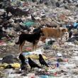 Ciorile şi câinii vagabonzi, stăpânii gropii de gunoi a Sucevei