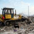 Peisaj dezolant: Ciorile şi câinii vagabonzi, stăpânii gropii de gunoi a Sucevei