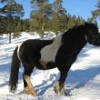 Zorro - unul din cei mai frumoşi cai pitici rezultaşi din experimentul de la Lucina
