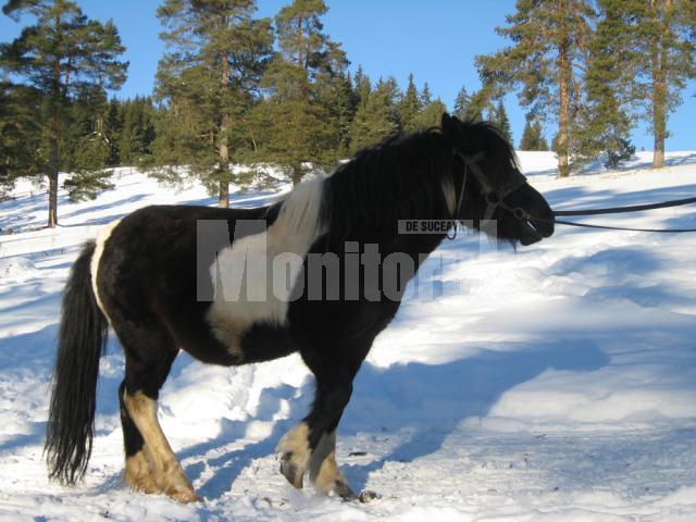 Zorro - unul din cei mai frumoşi cai pitici rezultaşi din experimentul de la Lucina