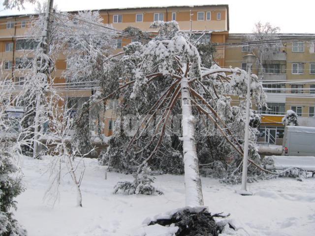 Copacii din Parcul Central au cedat sub greutatea zăpezii