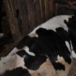 Un caz la zece ani: Vaca Milka de la Satu Mare a fătat trei viţei