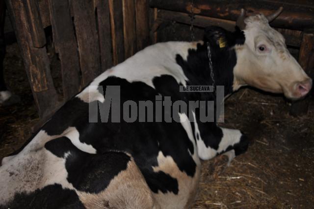 Un caz la zece ani: Vaca Milka de la Satu Mare a fătat trei viţei