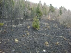 Flăcările au afectat un hectar de vegetaţie uscată şi arbuşti